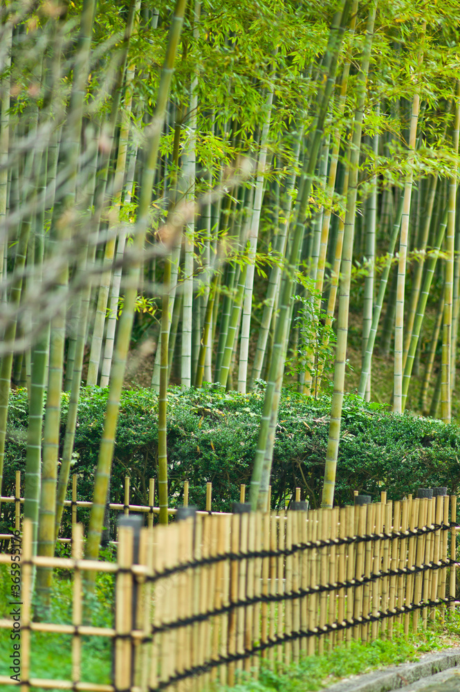 日本大阪世博公园的竹林风光。