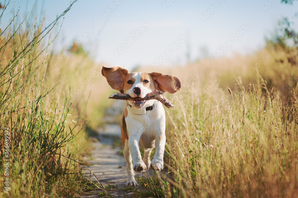 快乐的小猎犬，耳朵飞起来，嘴里叼着棍子在户外奔跑。活跃的宠物狗享受相扑