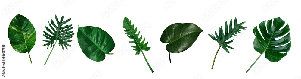 Monstera和Fern植物的叶子，热带常绿藤本植物，孤立在白色背景上，修剪过。