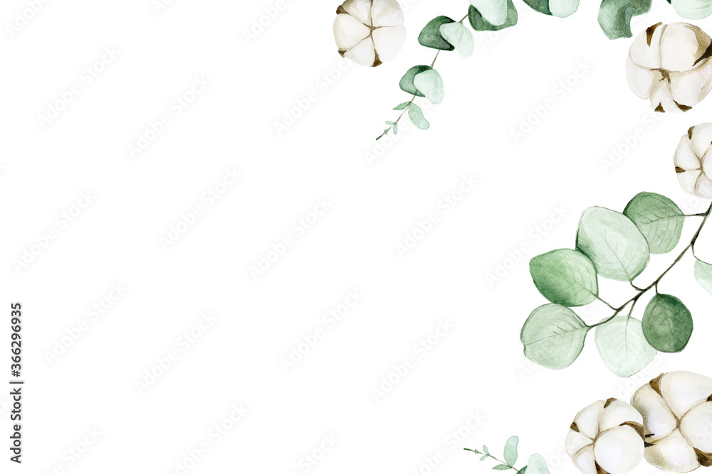 桉树叶和棉花的水彩背景。白色背景上的棉花框架。fl