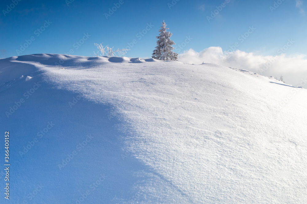 雪山有冷杉和雾，冬季自然景观，松树