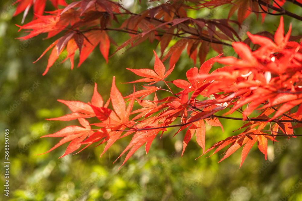 红日本枫树背光枝