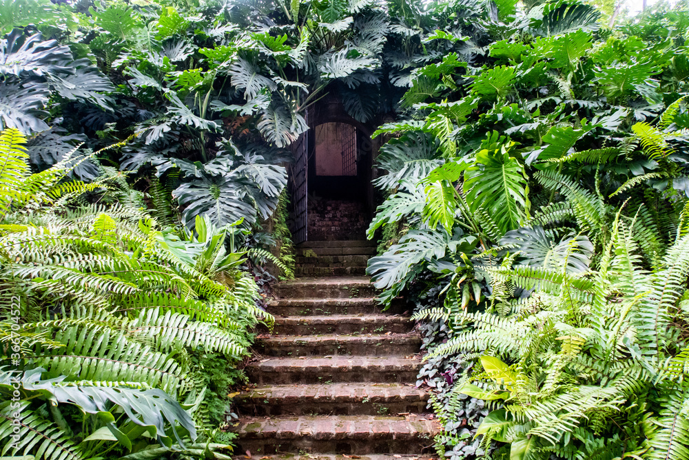 Secret doors with stone stairs surrounded by dense fern and monstera (Monstera deliciosa) green leav