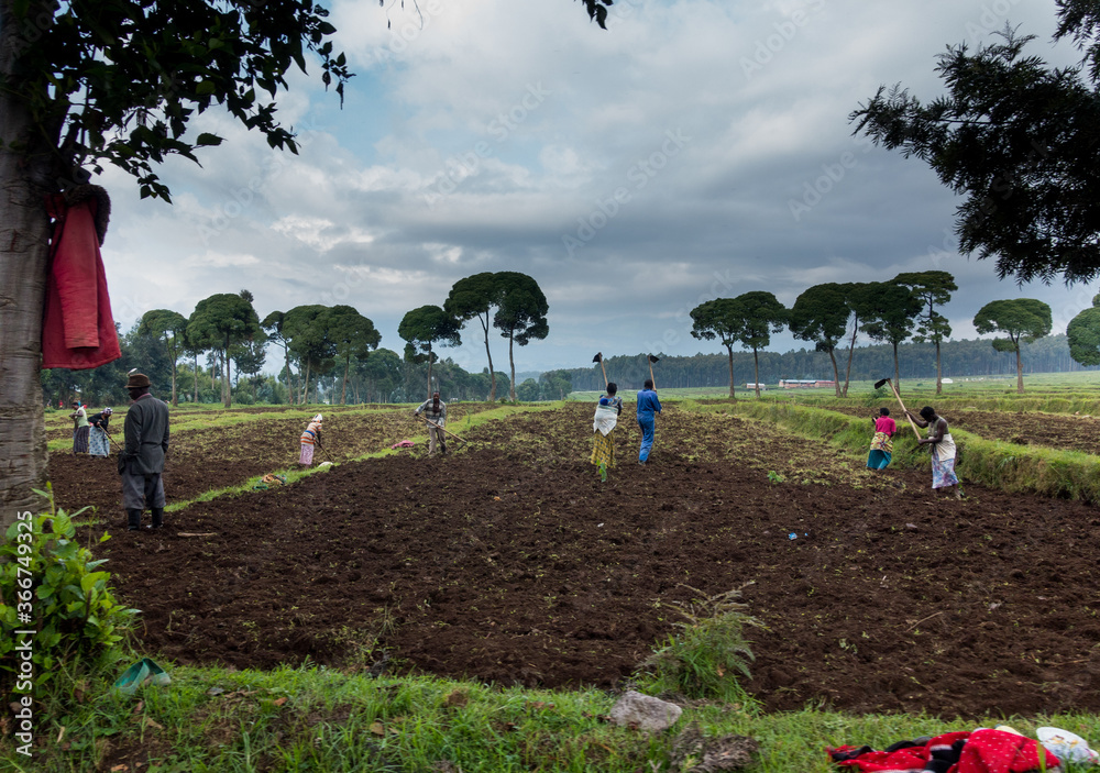 非洲卢旺达鲁亨盖里地区的农业