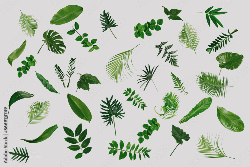 一套白色背景上隔离的绿色梦蝶棕榈和热带植物叶子，用于设计元素，
