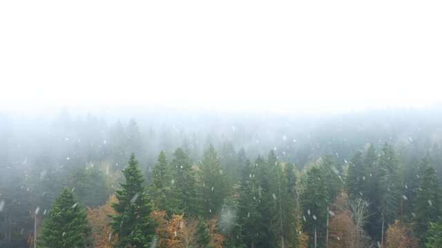 Aerial view of foggy and cloudy forest landscape with snowfall. Beautiful snowflakes above woodland. 