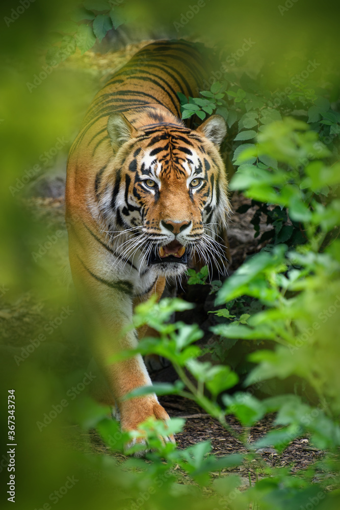 老虎，自然栖息地的野生动物