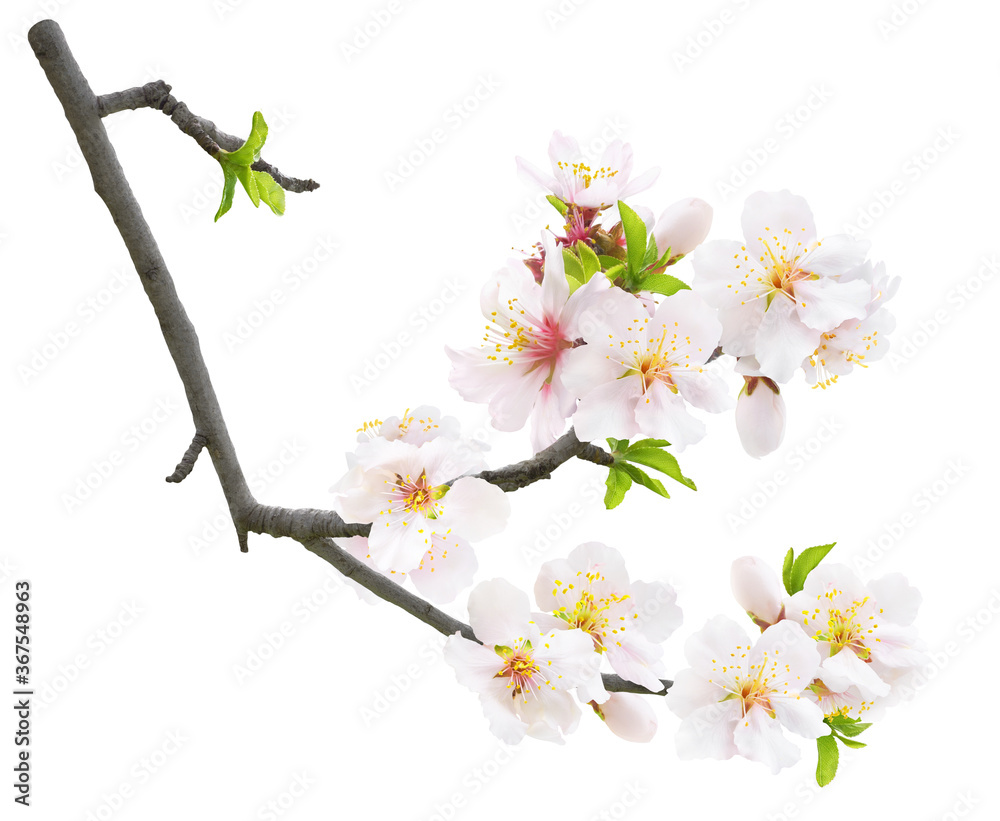 孤立的盛开的杏仁。春天的杏仁树枝，开着白色的杏仁花，叶芽