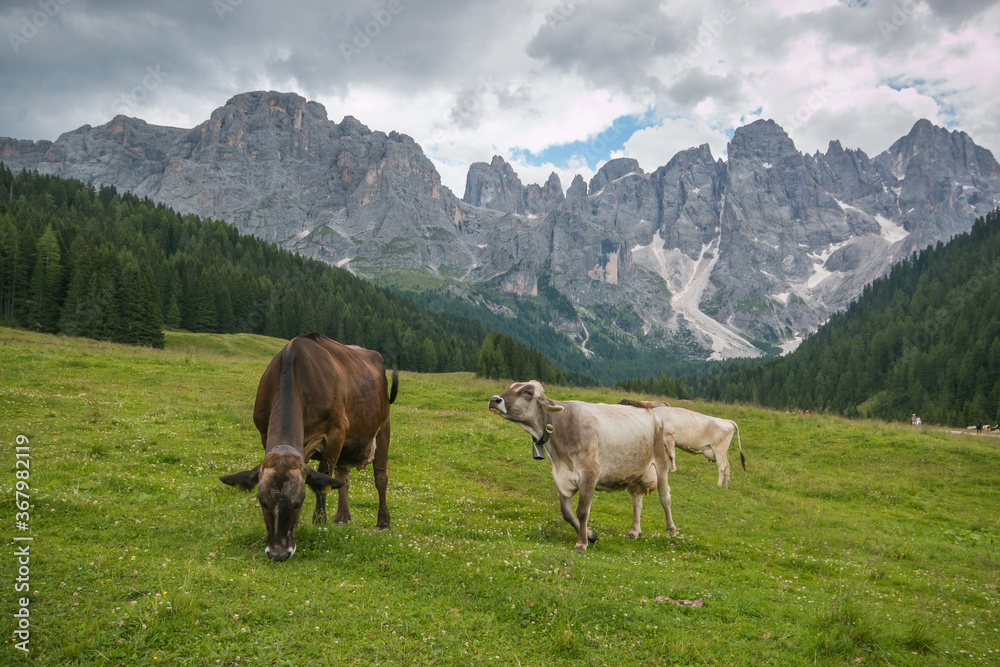 Val Venegia的景色，意大利特伦蒂诺田园诗般的多洛米蒂山谷，有牲畜