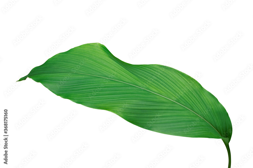 白色背景下分离的姜黄（姜黄）生姜中草药的绿叶，c
