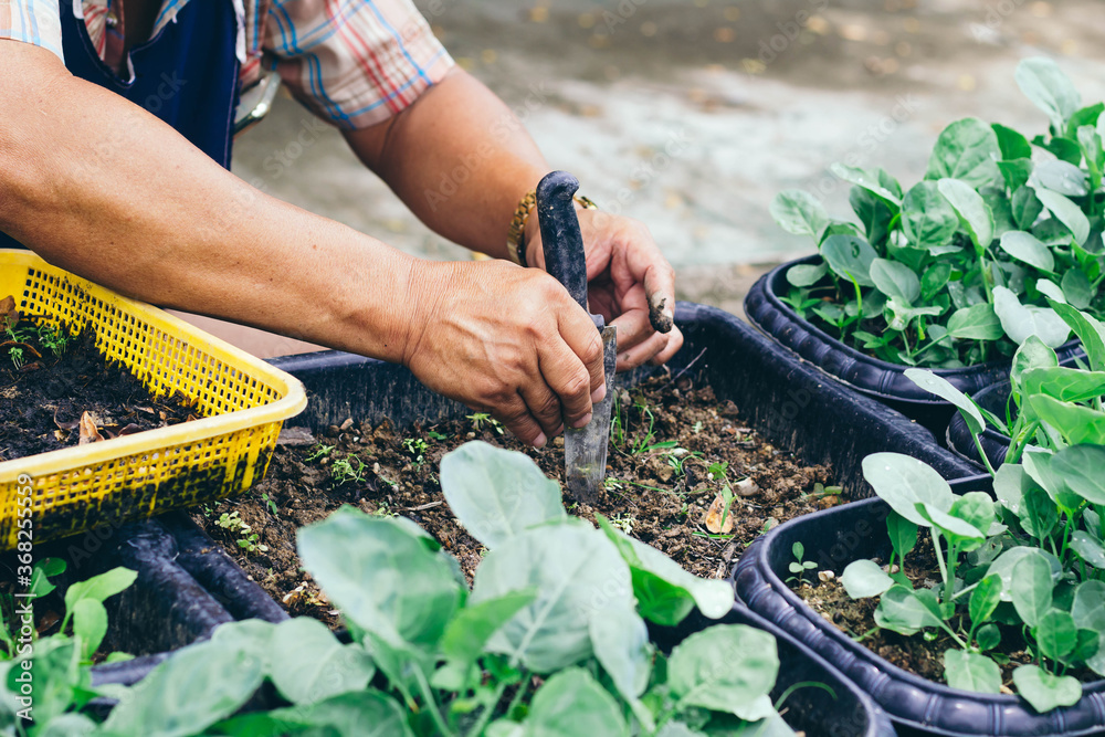 一名亚裔男子正在自家种植蔬菜。种植有机蔬菜的概念