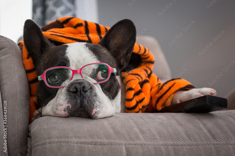 身穿橙色老虎浴袍的法国斗牛犬在带遥控器的扶手椅上看电视
