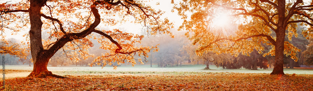 阳光明媚的秋天公园里的树木