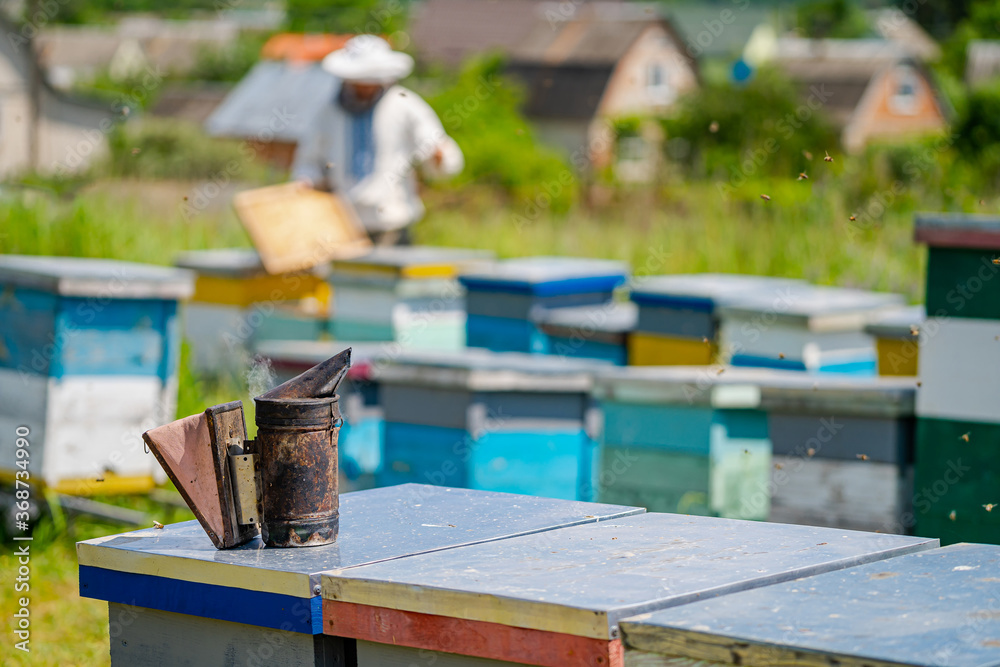 夏天，草地上五颜六色的蜂箱。养蜂场里的蜂箱里，蜜蜂飞向着陆的蟒蛇