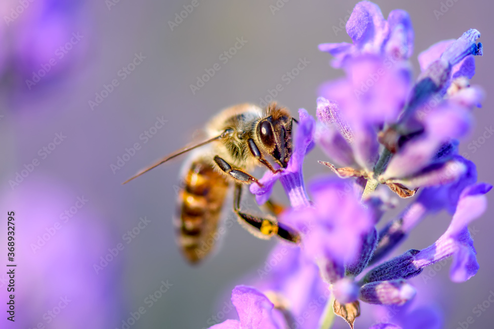 蜜蜂为薰衣草花授粉。植物因昆虫而腐烂