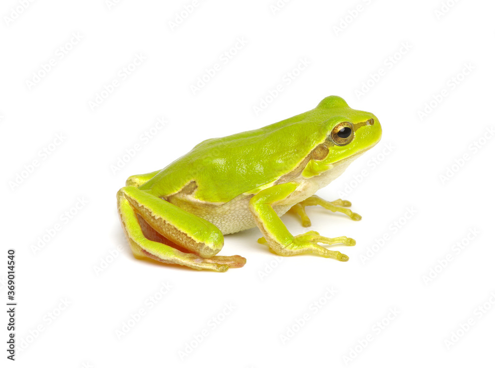 隔离在白色上的绿色树蛙