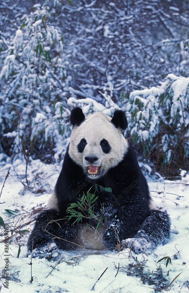 大熊猫，成年栖息在雪中，中国卧龙保护区