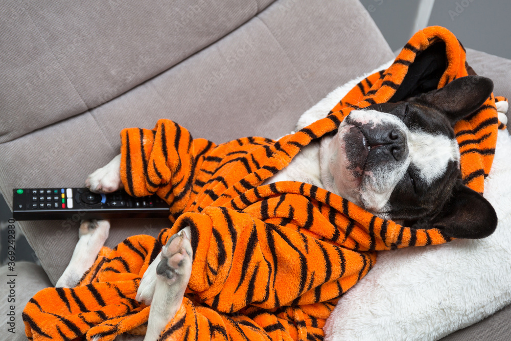 穿着橙色老虎浴袍的法国斗牛犬在带遥控器的扶手椅上看电视