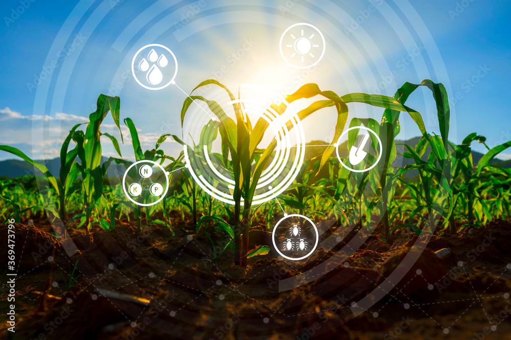 用智能农场技术理念培育农业农场的玉米幼苗