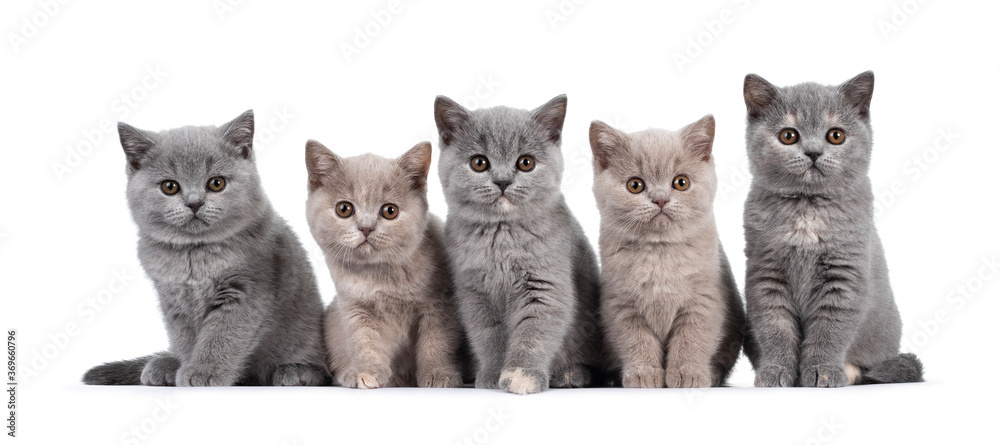 五只淡紫色和蓝色玉米饼的英国短毛猫小猫排成一排，并排坐着。全部面部护理
