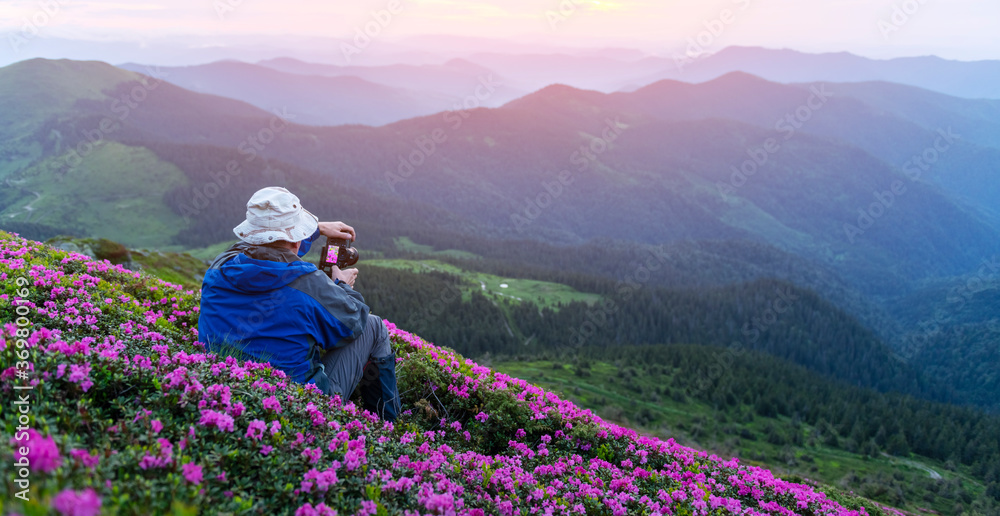 摄影师在夏天拍摄杜鹃花覆盖的山脉草甸。紫苏