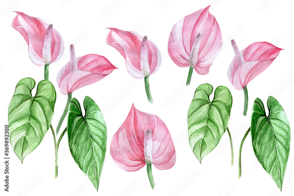 水彩画，一套热带花托和花托的叶子。热带森林植物，粉红色fl