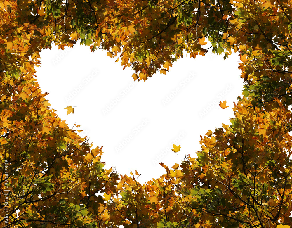 心形的彩色枫叶。秋天抽象的自然背景。浪漫的创意