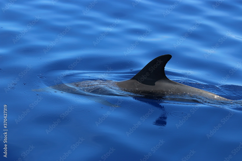 Dorsal fin of  atlantic spotted dolphin, Stenella frontalis
