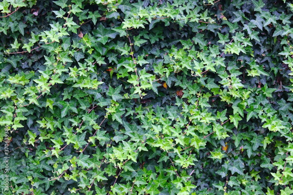 普通常春藤，海德拉螺旋，英国常春藤，欧洲常春藤，背景，绿色常春藤墙