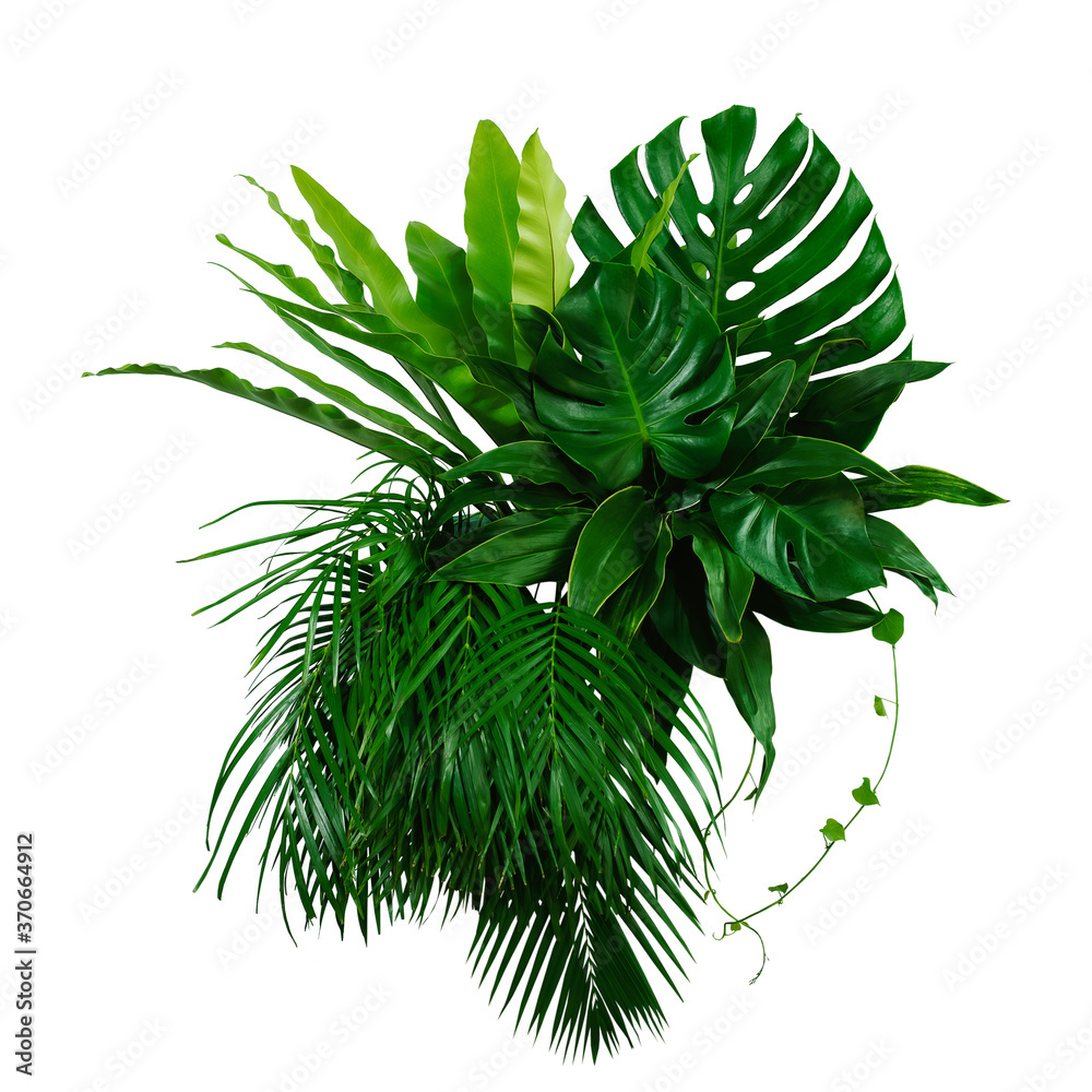 Green leaves of tropical plants bush (Monstera, palm, rubber plant, pine, bird’s nest fern) floral a