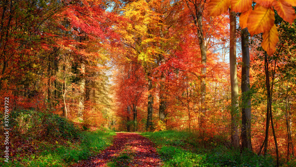Forest scenery in autumn with enchanting colors and a pathway covered with red leaves and framed by 