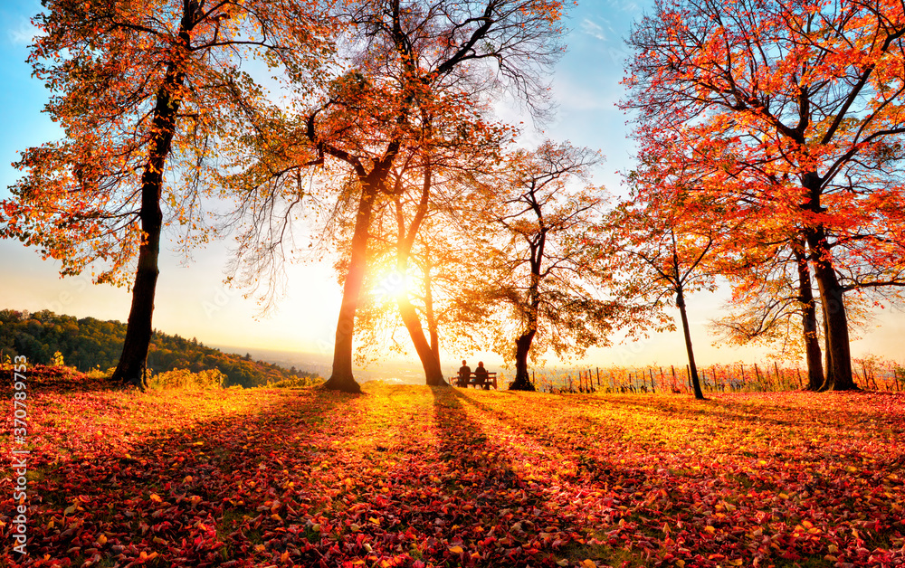 秋天的景色，公园里有金色的阳光，蓝天，阳光，树木投下阴影。