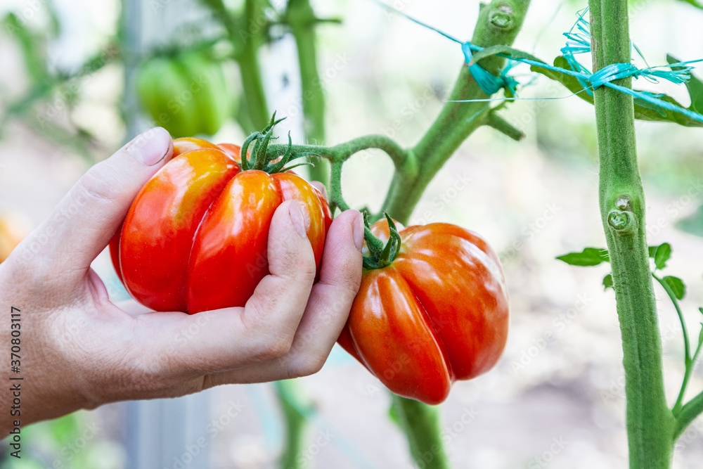 园丁在温室里收获西红柿