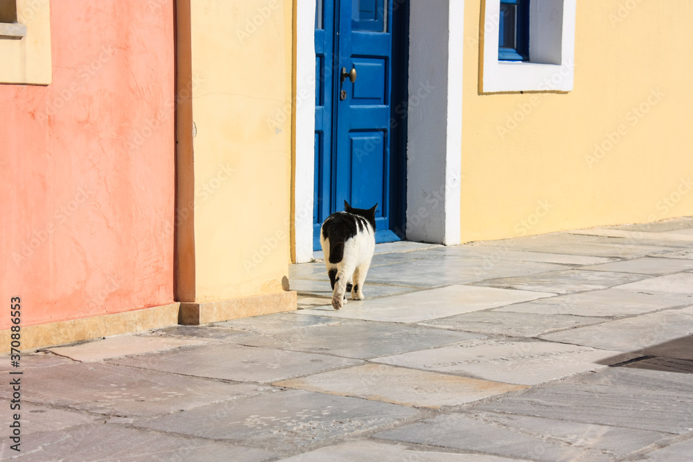 一只黑白相间的猫走在圣托里尼岛菲拉五颜六色的老街上