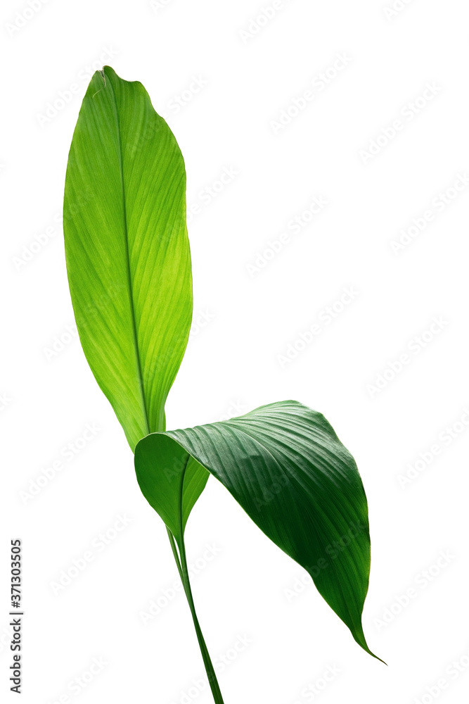 Green leaves of turmeric (Curcuma longa) ginger medicinal herbal plant isolated on white background,