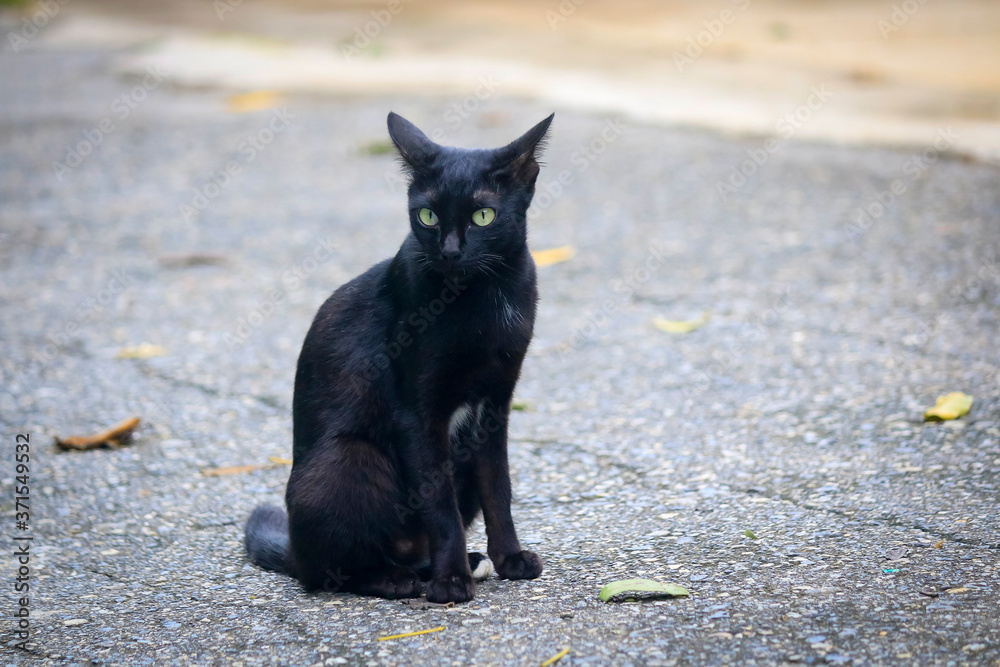 Close-up of a black cat sitting on the street