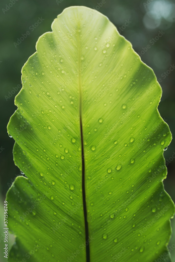 Raindrops on the leaves of Birds-nest fern, Asplenium nidus.