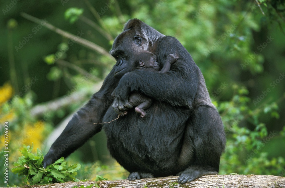 东部低地大猩猩，大猩猩graueri，母亲和幼崽