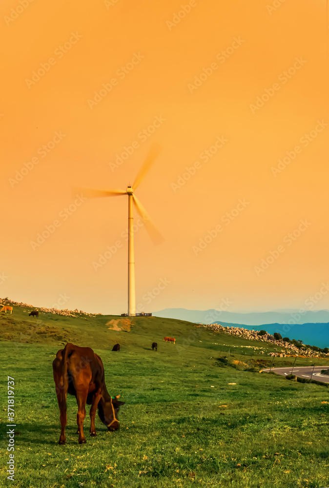 日落时奶牛吃草的山顶风车