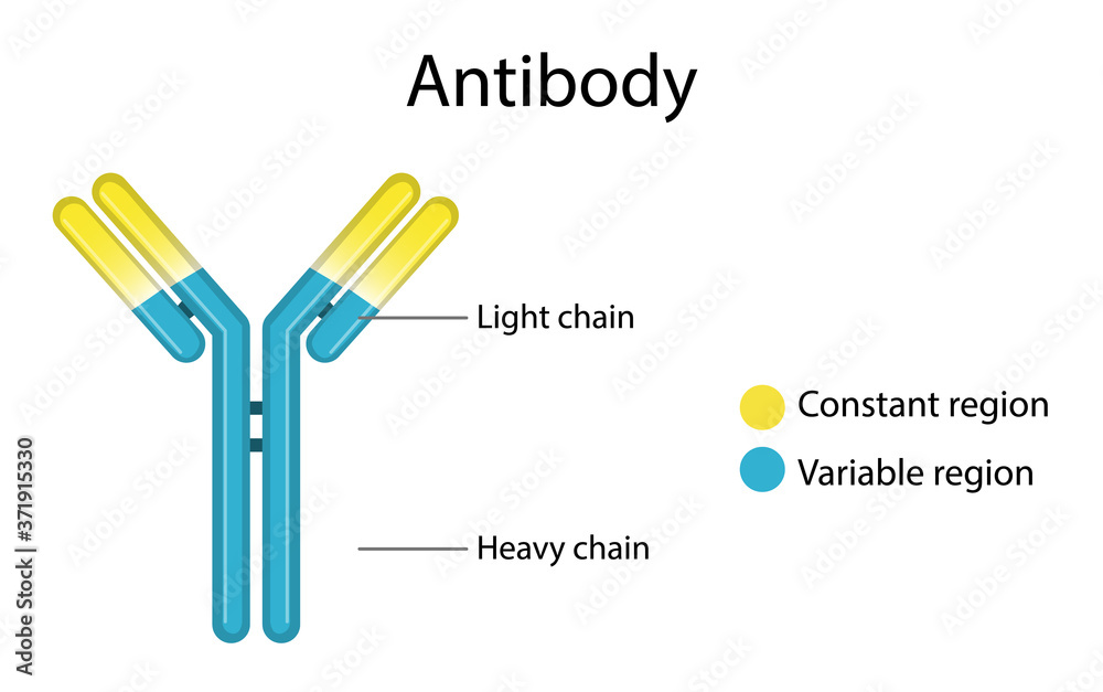 白底抗体结构图