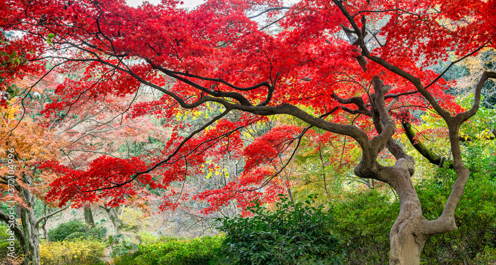 日本秋季的红色日本枫树
