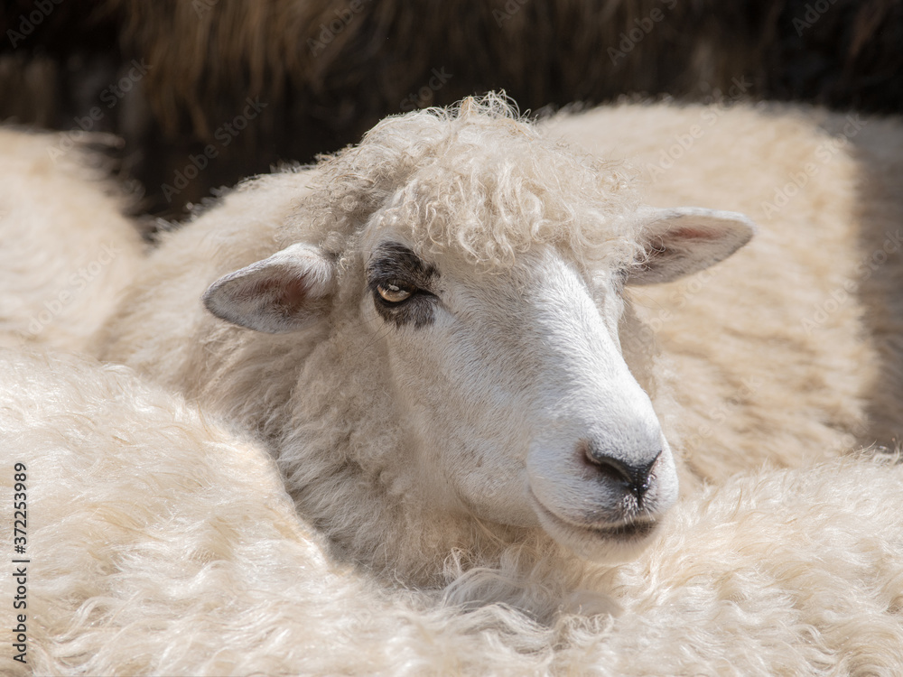 农场的绵羊中有一只白色的绵羊。