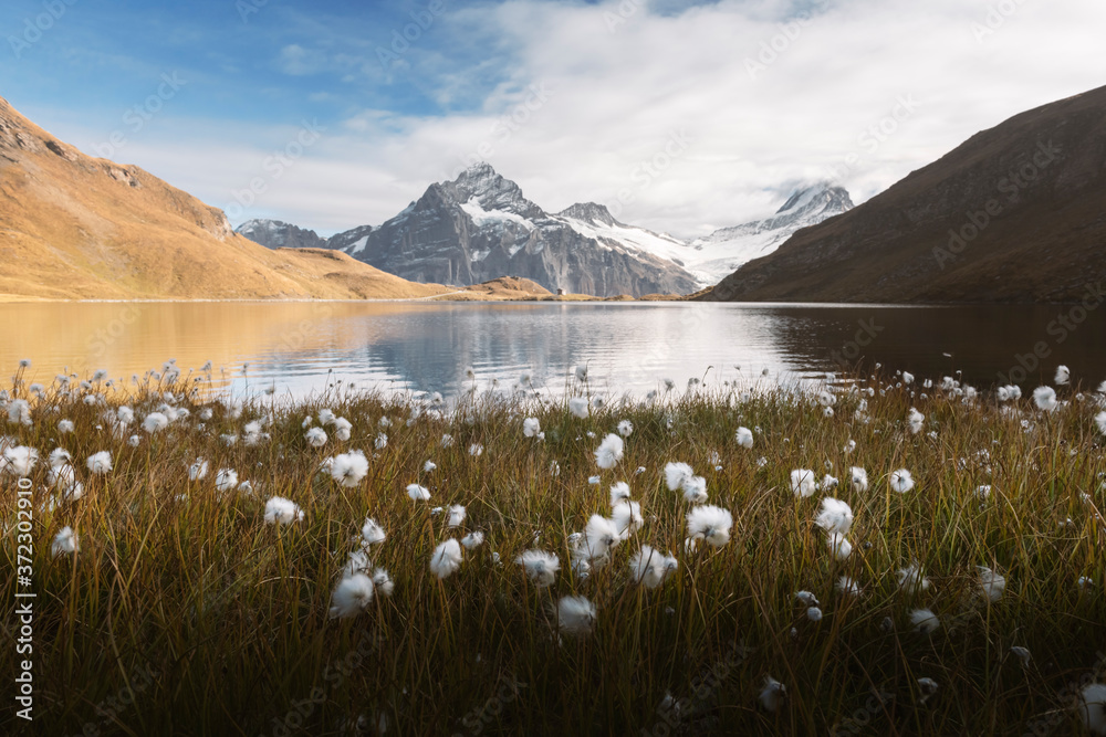 瑞士阿尔卑斯山脉的巴查尔普西湖风景如画。前景是盛开的白花。