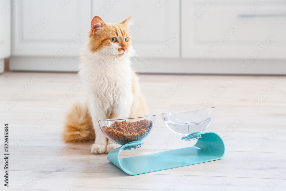 家里有食物和饮料的碗附近的可爱猫