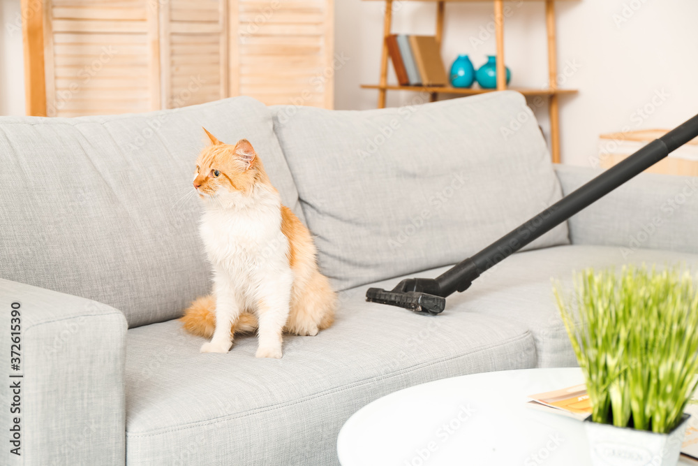 可爱的猫主人用吸尘器从沙发上清理动物毛发