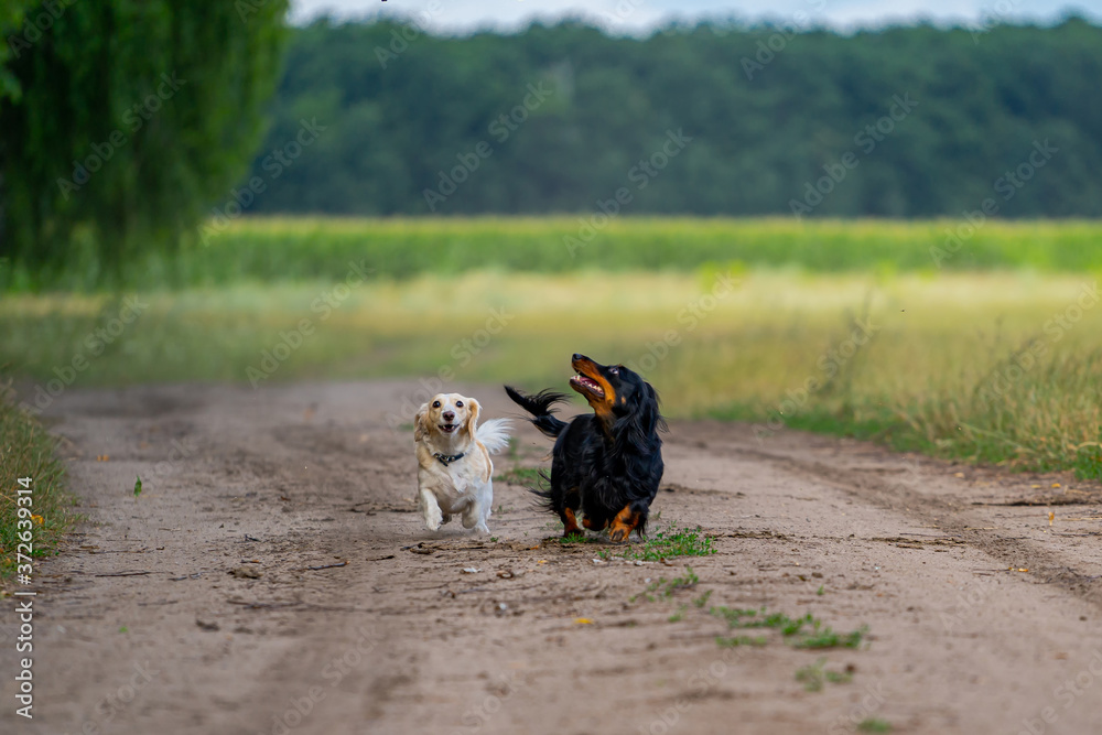 两只狗在外面玩耍。抬头向前跑。自然背景。小品种。