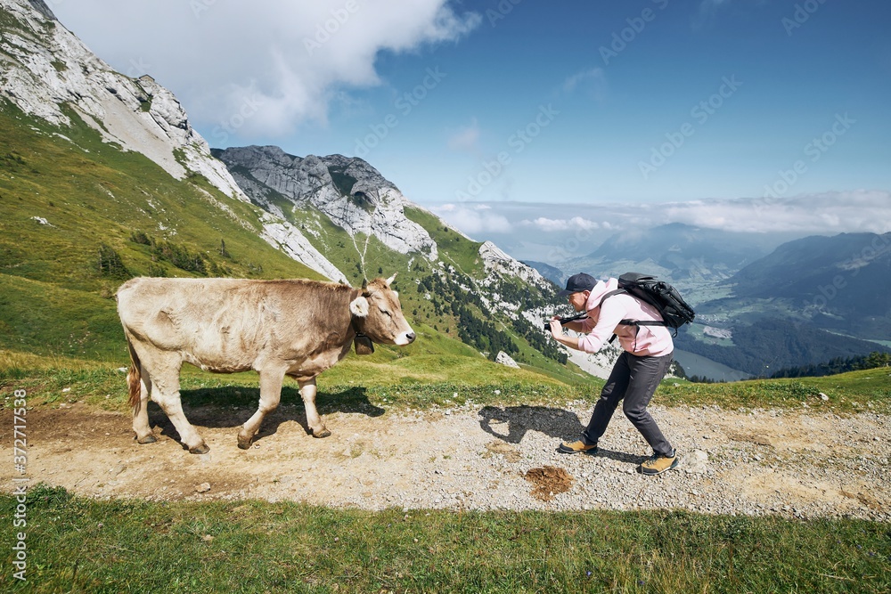 山里有牛的快乐旅行家