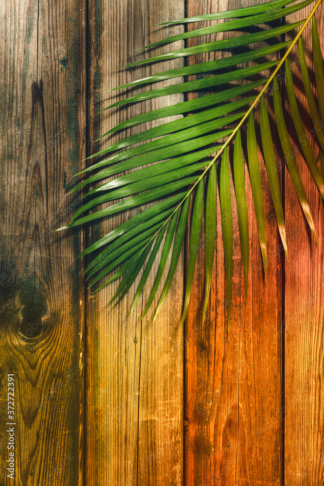 Tropical palm leaves on wood background. Summer concept.