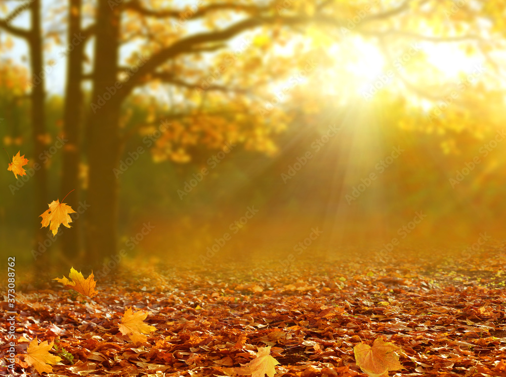 美丽的秋季景观，黄色的树木和阳光。公园里五颜六色的树叶。落叶