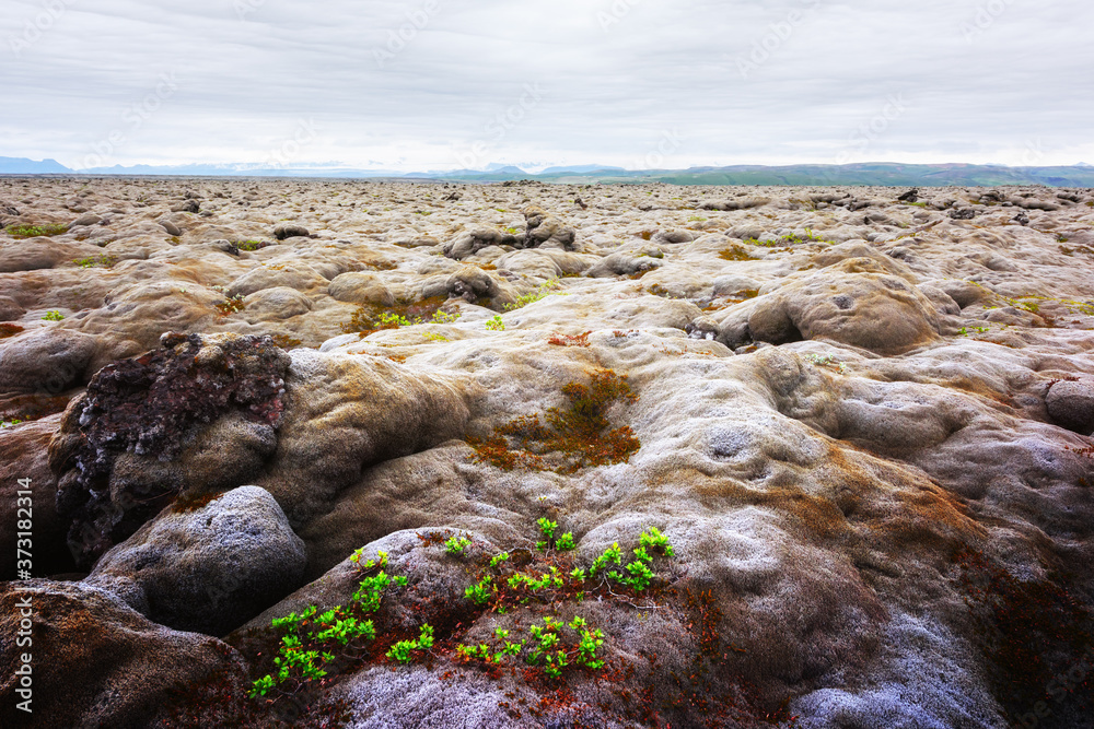 非凡的冰岛景观，火山爆发后的熔岩场覆盖着棕色苔藓Eldhraun